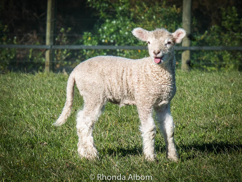 springtime in new zealand: baby lambs in shakespear park