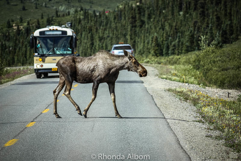 Moose crossing the road in Denali National Park, Alaska