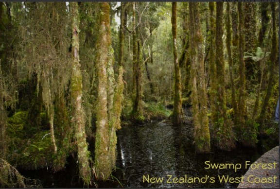Swamp Forest Poster