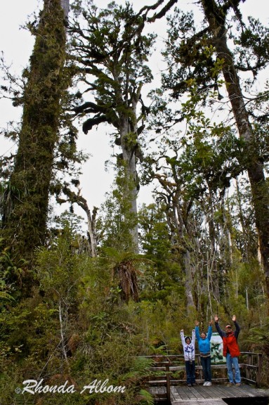 Kahikatea tree seen along the Ship Creek Walk, New Zealand