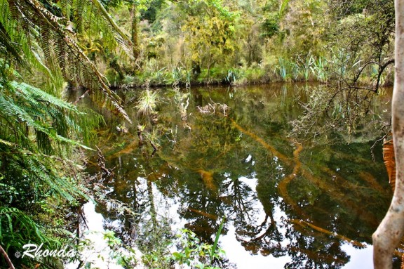 Ship Creek swamp forest near Haast in New Zealand