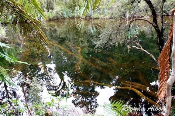 Ship Creek swamp forest near Haast in New Zealand