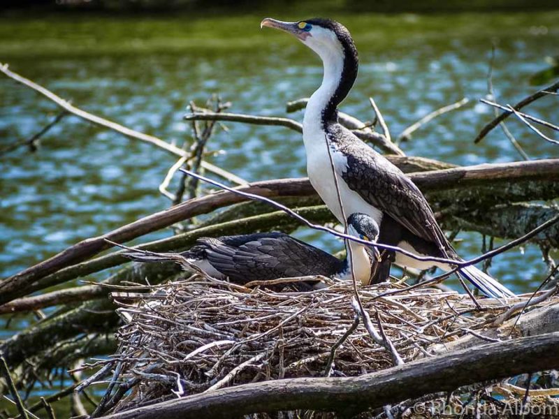 A shag in a nest at Zealandia. an Urban Sanctuary, Wellington, New Zealand