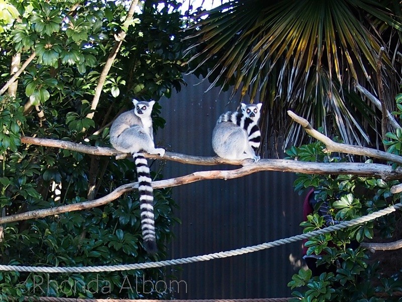 Ring Tailed Lemur at the Auckland Zoo