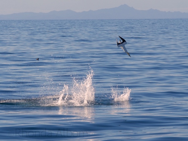 Diving Birds in the Hauraki Gulf, just outside Auckland New Zealand