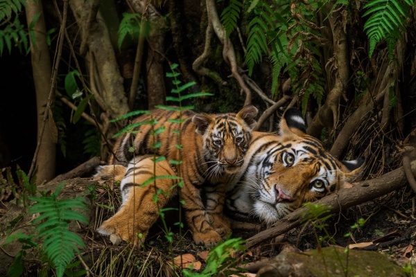Tigers in Bandhavgarh Natl Park India ©Steve Winter