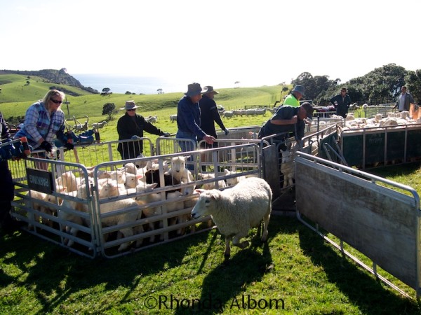 Drafting the sheep to separate the lambs and the mature sheep in Shakespear Park