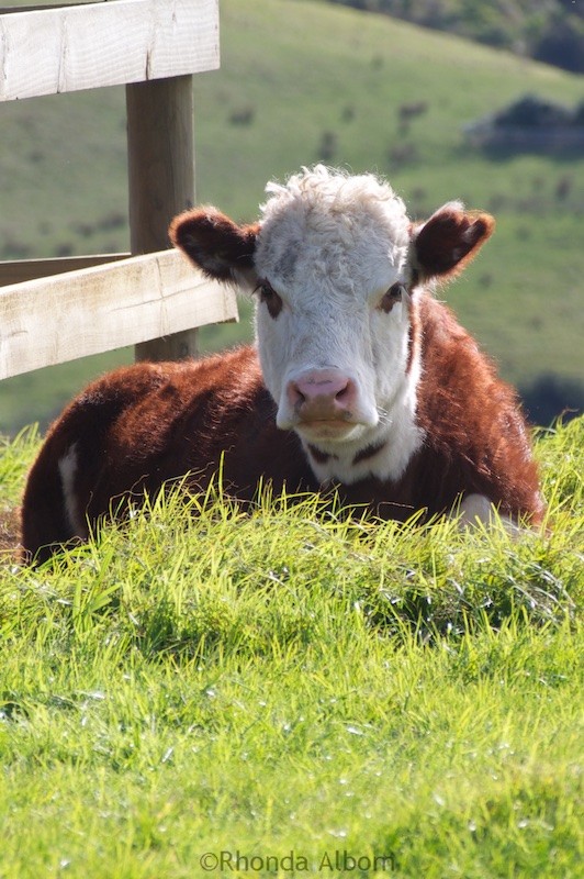 Intimidated by Cows I Safely Climbed Over an Electric Fence