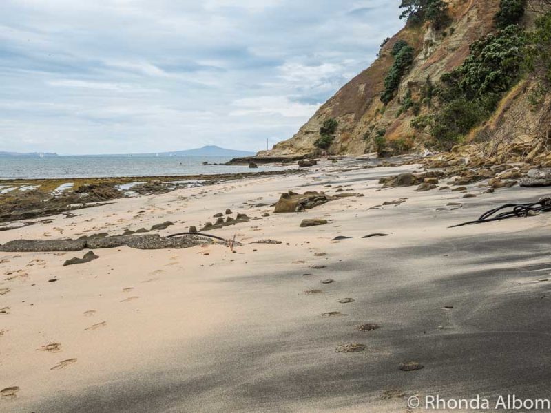 Wondering Why It's Called Pink Beach? (Auckland, New Zealand)