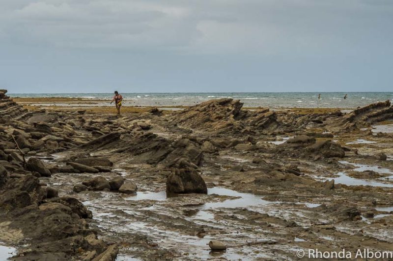 Wondering Why Its Called Pink Beach Auckland New Zealand