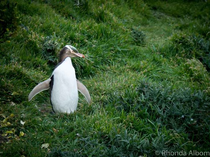 New Zealand wildlife 210702