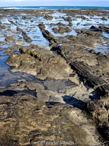 160 million year old petrified wood in the Catlins Rainforest, South Island, New Zealand