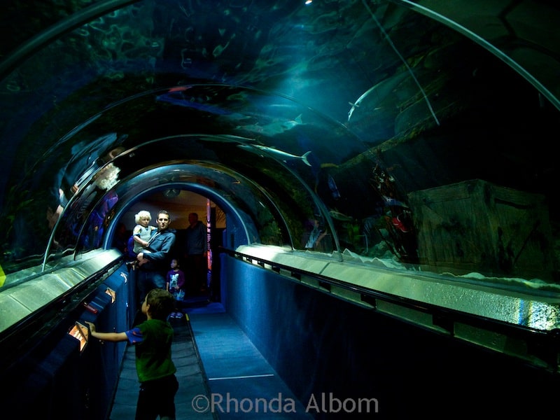 Shark tunnel at Kelly Tarlton's Sea Life Aquarium in Auckland New Zealand