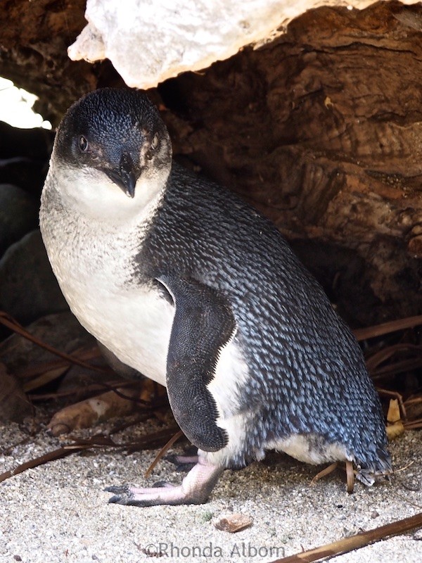 Little blue penguins also called ferry penguin in New Zealand