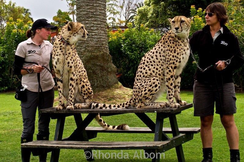 Eco-friendly Auckland Zoo Animals Makes a Great Family Outing