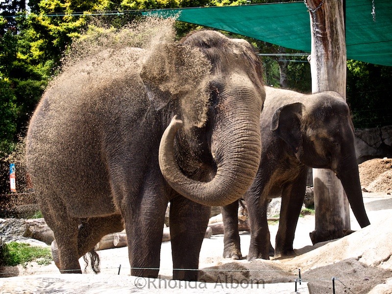 Watching the elephants at the Auckland Zoo in New Zealand is one of the fun things to do in Auckland for kids