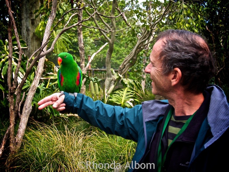 Rainbow Lorikeet at the Auckland Zoo in New Zealand