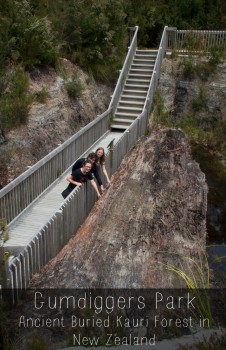 Ancient kauri log estimated to be 100k-150K old at Gumdiggers Park in Northland New Zealand 