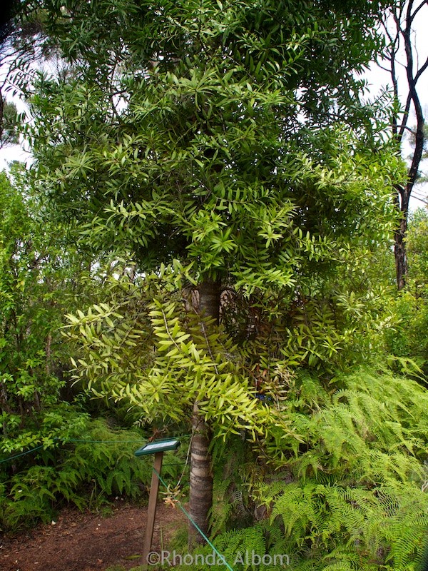 A young kauri tree on the eco trail in Northland New Zealand 