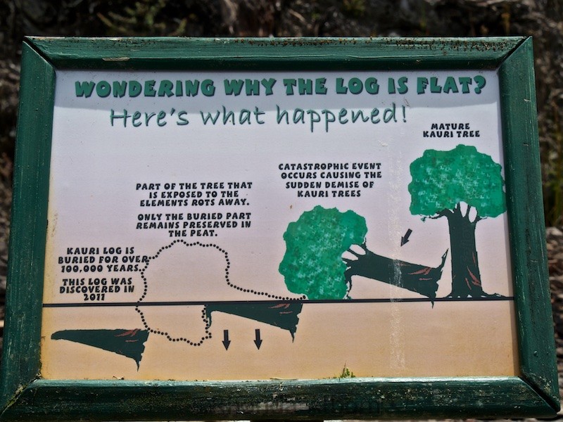 How did ancient kauri logs end up at Gumdiggers Park in Northland New Zealand 