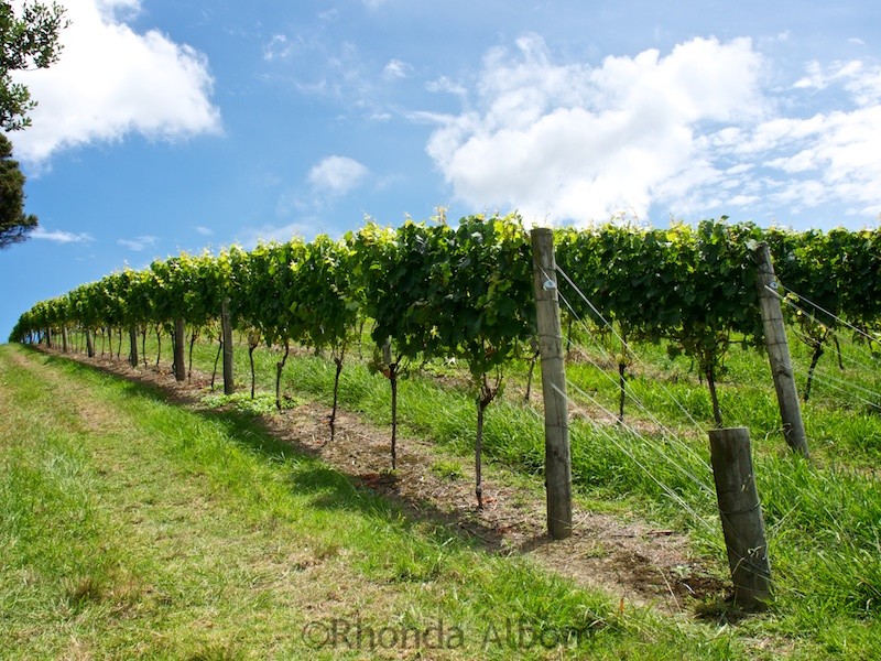 Vineyards of Obsidian Wines on Waiheke Island outside of Auckland New Zealand