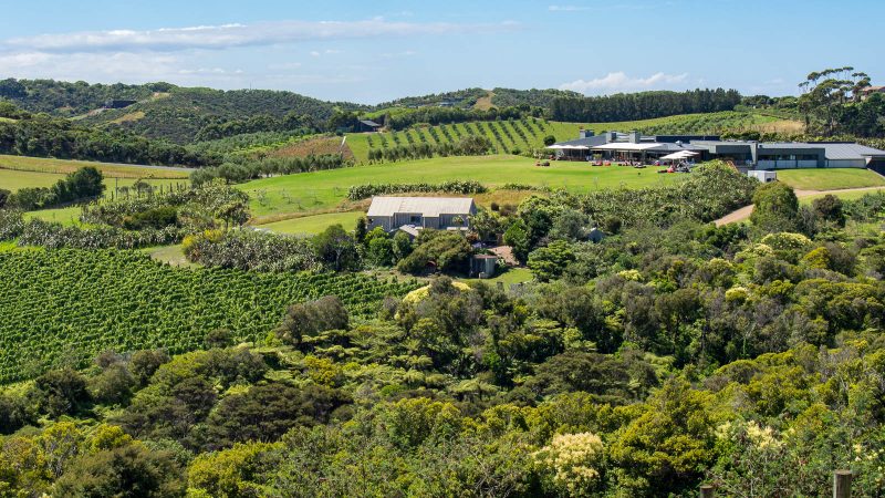 Looking down on Cable Bay Vineyard on Waiheke Island outside of Auckland New Zealand