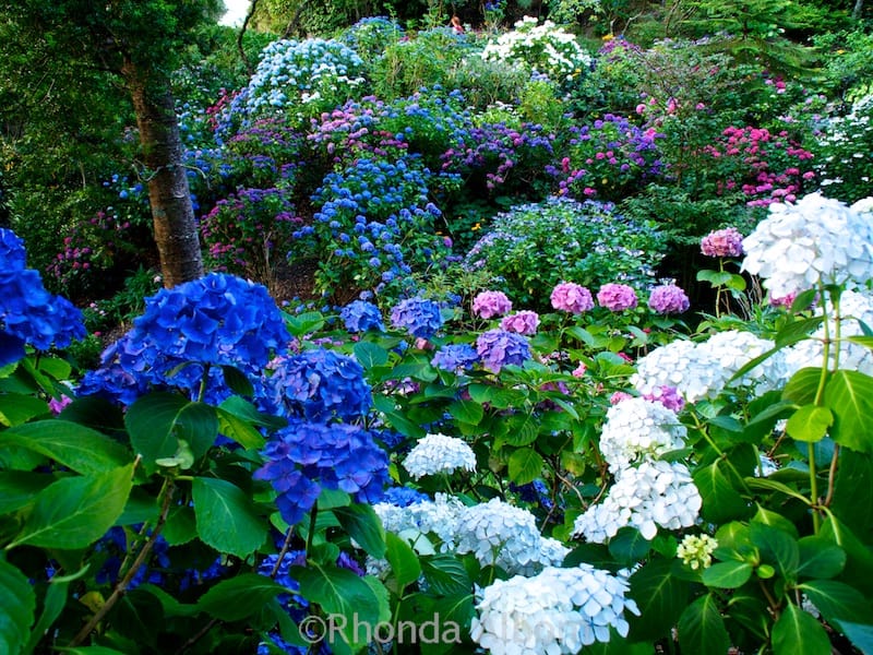 A rainbow of colorful hydrangeas in Wellington Botanic Garden New Zealand