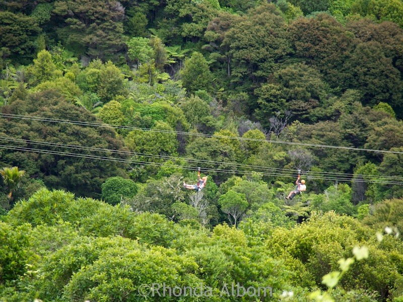 A zipline over the forest canopy on Waiheke Island
