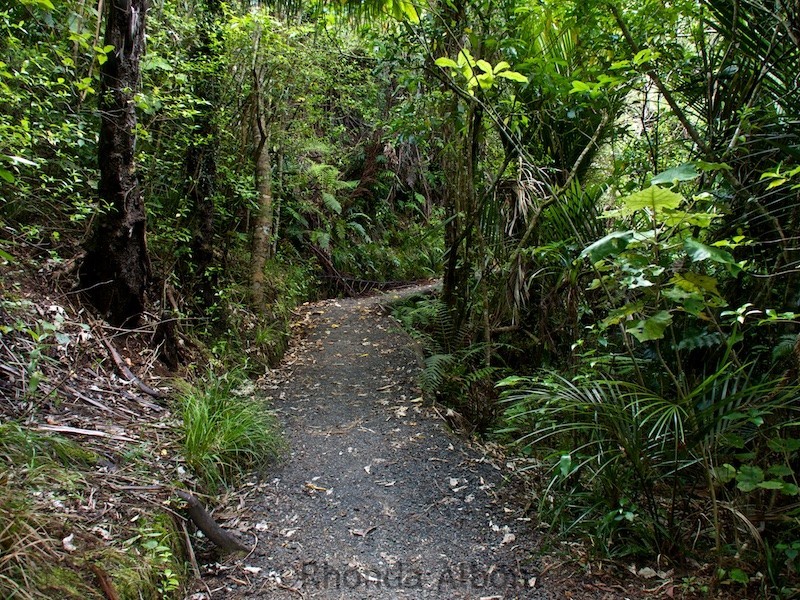 Arataki Visitor Centre: an Auckland Rainforest Exploration
