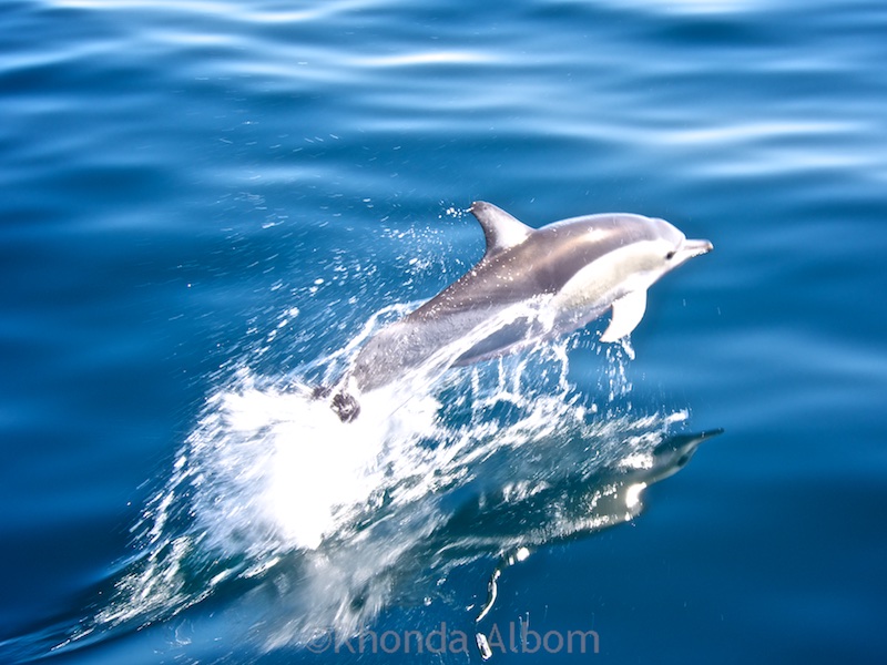 Our Auckland whale watching afternoon spotting dolphins, whales & birds