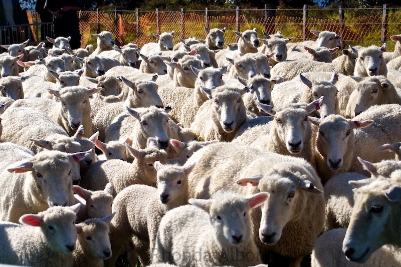 Mob of sheep at Shakespear Park, Auckland New Zealand