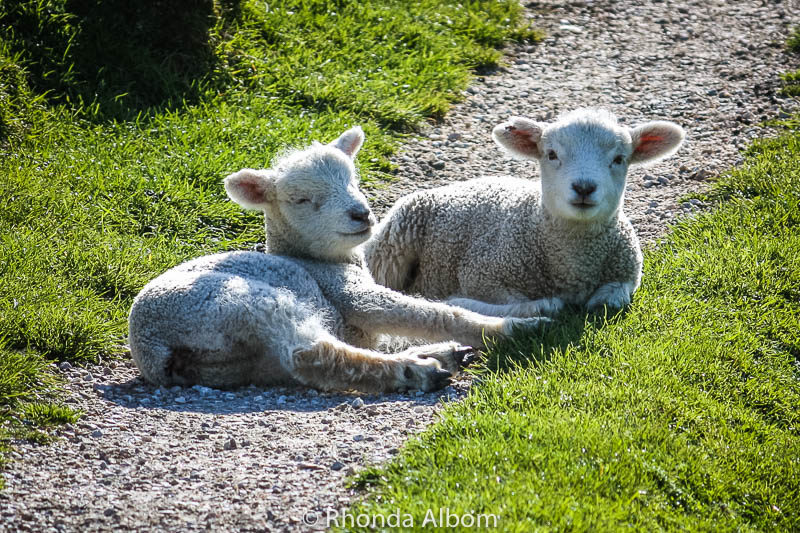 Baby lambs on the South Island of New Zealand