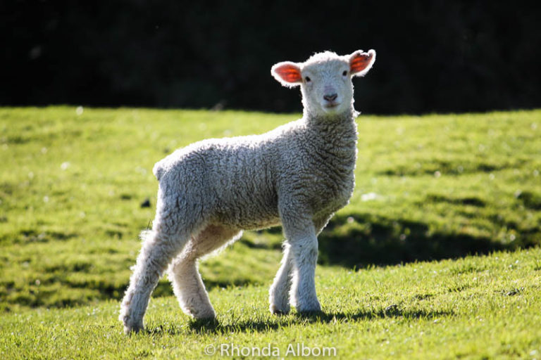 Springtime In New Zealand: Baby Lambs In Shakespear Park