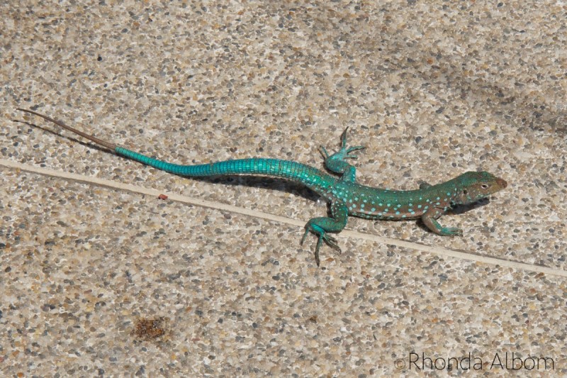 Lizard on the Caribbean island of Aruba