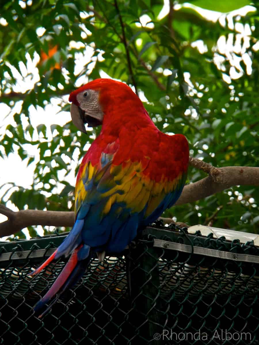 Cartagena Port Oasis: See the Wildlife When You Cruise to Colombia