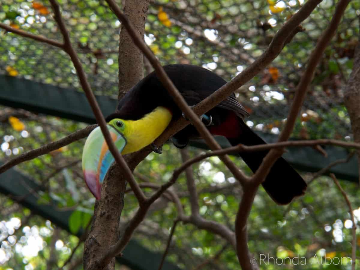 Cartagena Port Oasis: See the Wildlife When You Cruise to Colombia