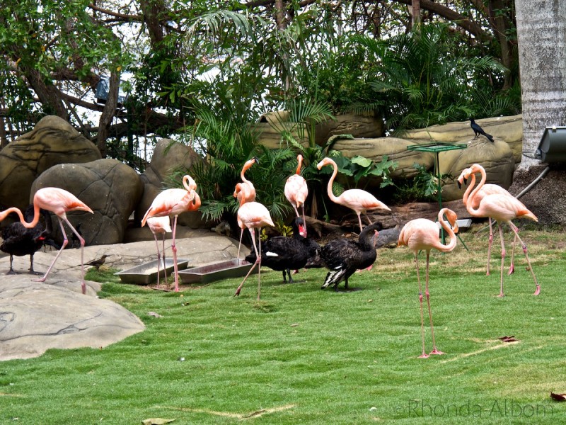 Black swans and flamingos in Colombia
