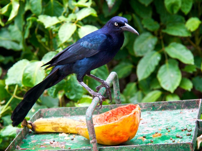 Great-tailed Grackle bird on a feeding stand after eating a papaya