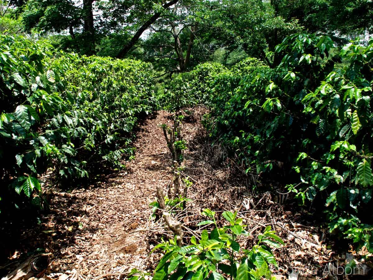 Of Course We Visited a Coffee Plantation in Costa Rica