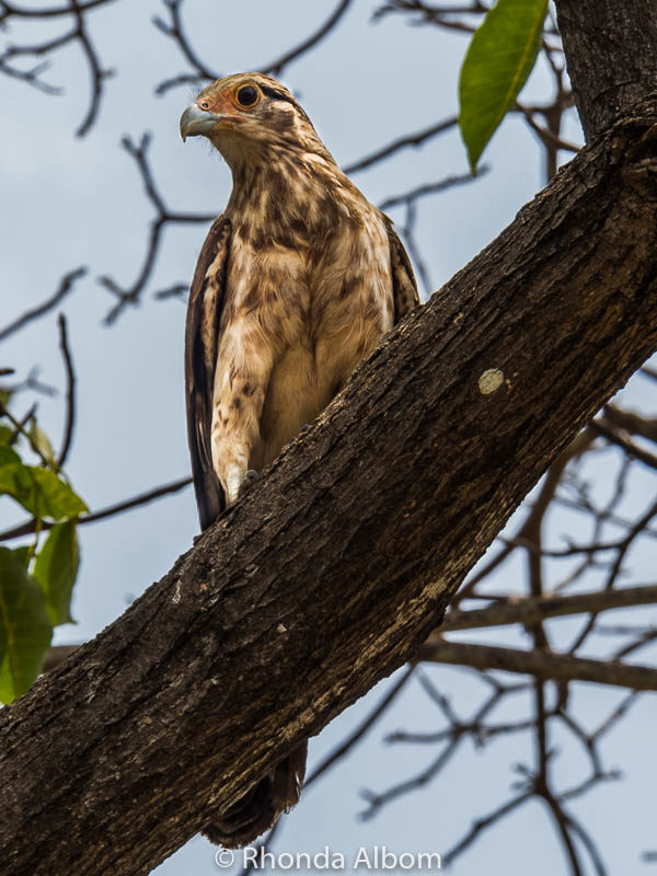 Bird seen in Cartagena Colombia