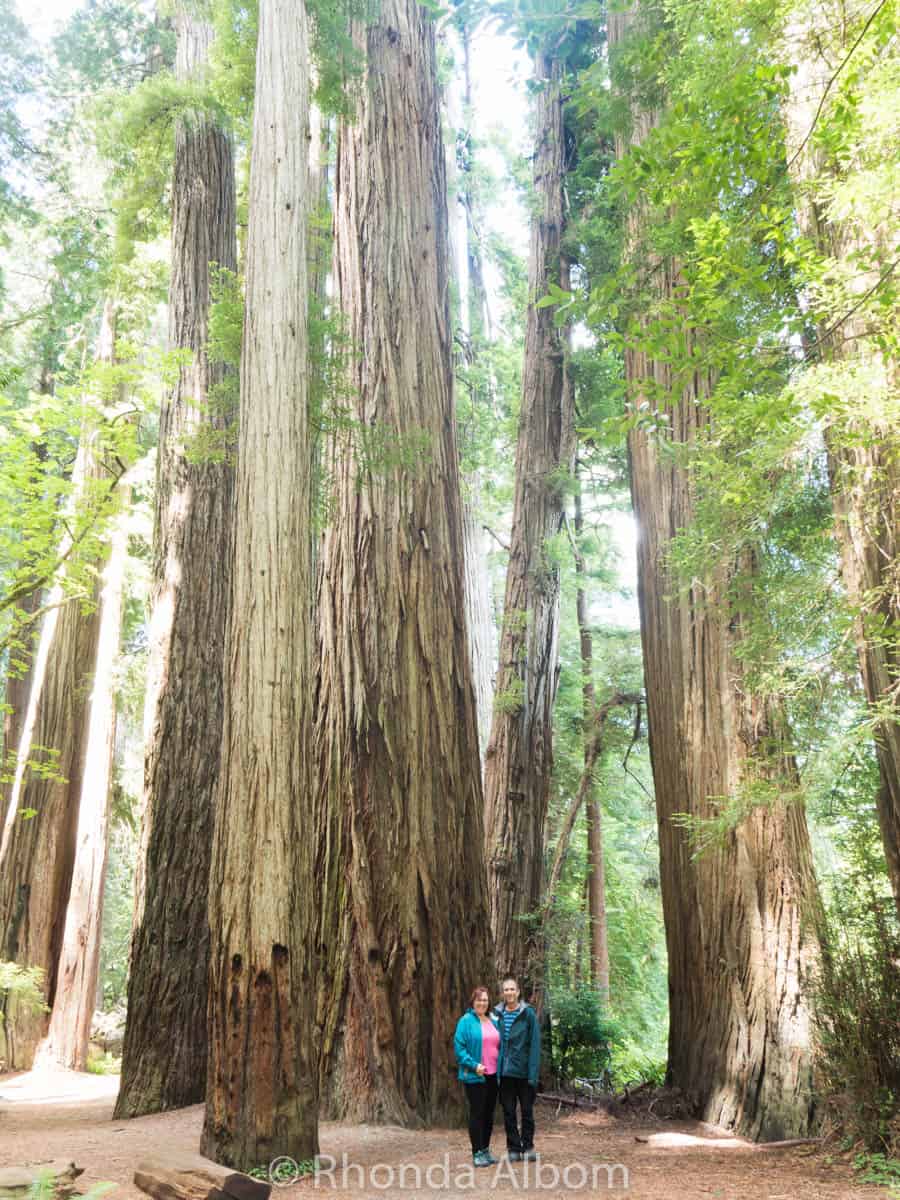 big tree california redwood