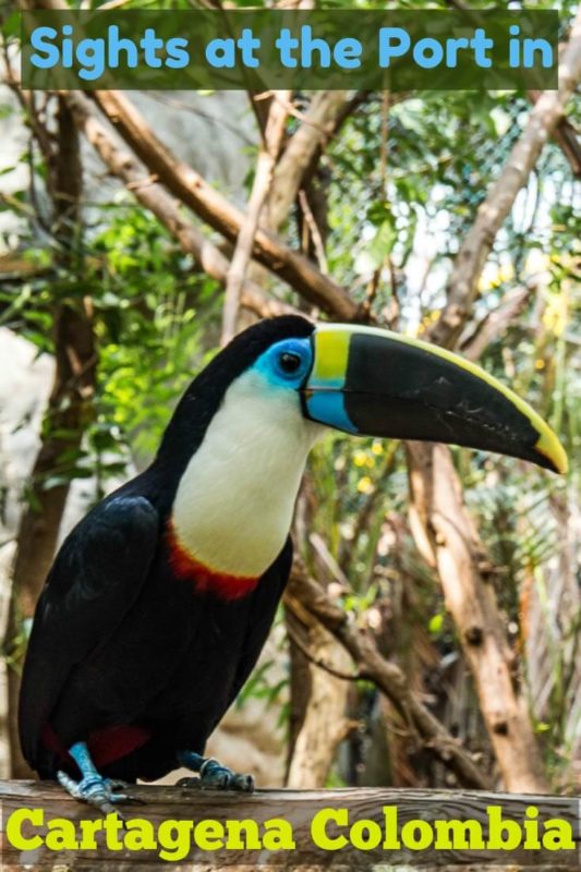 This is one of several varieties of toucan at the award-winning and sustainable port oasis located at the cruise port terminal in Cartagena Colombia.