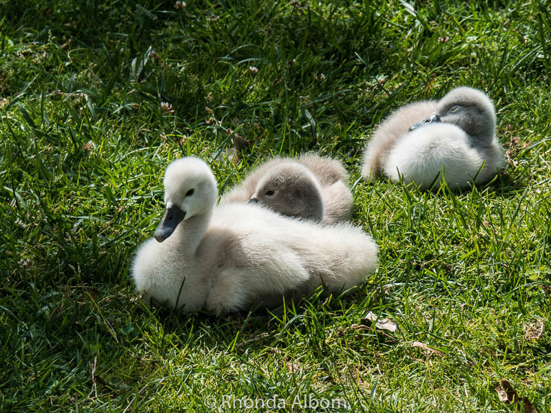 Baby Swans at The Palace of Fine Arts in San Francisco