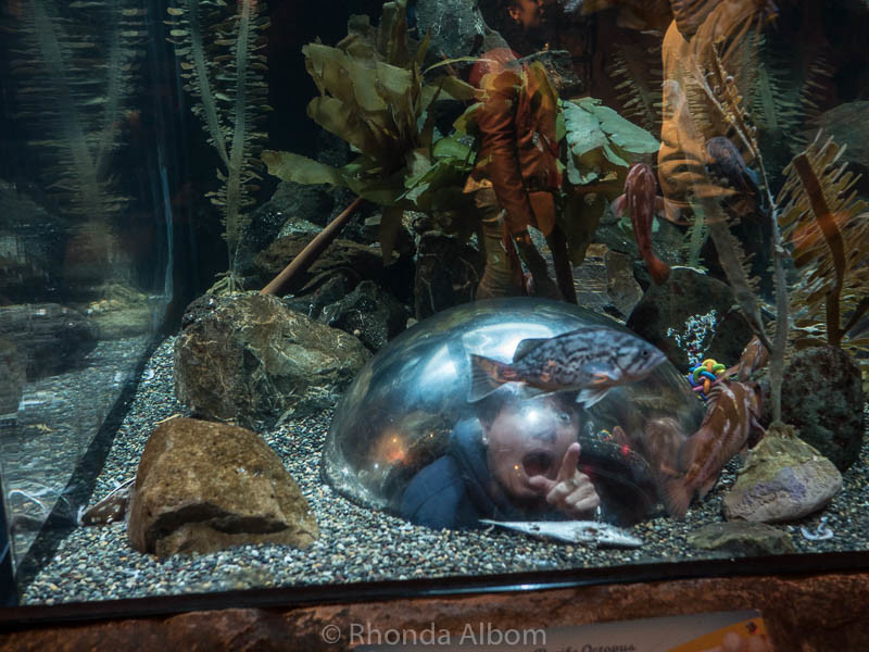 Popping up in one of the tanks at the Aquarium by the Bay in San Francisco California