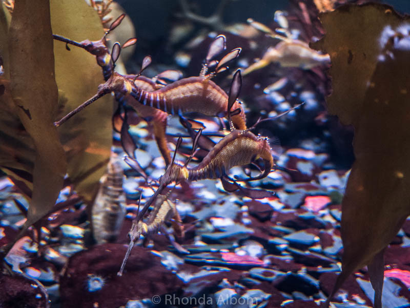 Sea horse in Steinhart Aquarium inside the California Academy of Sciences in San Francisco, CA.