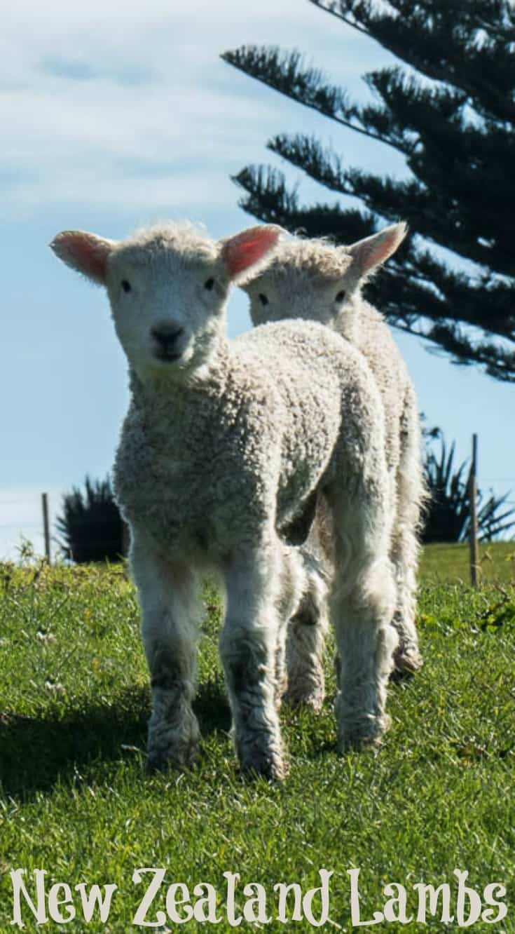 Springtime in New Zealand: Baby Lambs in Shakespear Park