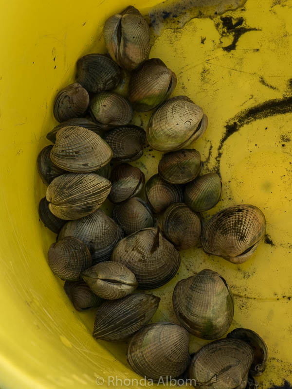 Where To Find Cockles Collecting Cockles At Okoromai Bay New Zealand