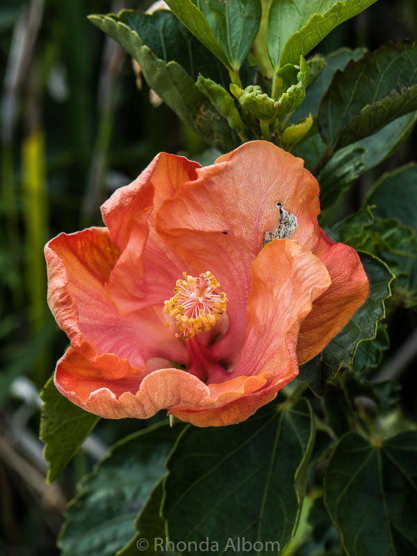 A flower at New Zealand's Oldest Church located in Russell