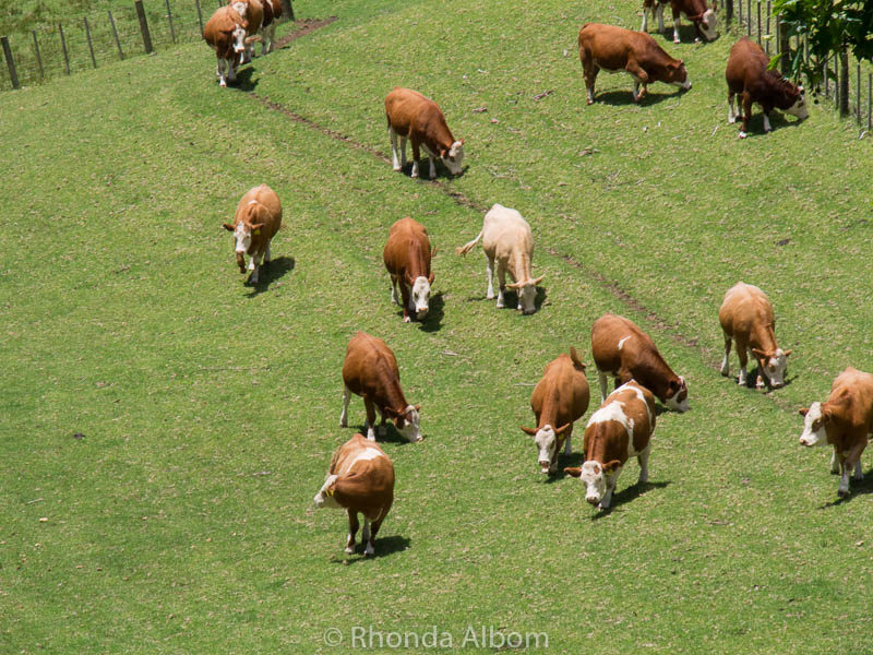 Cows in Cornwall Park, Auckland New Zealand