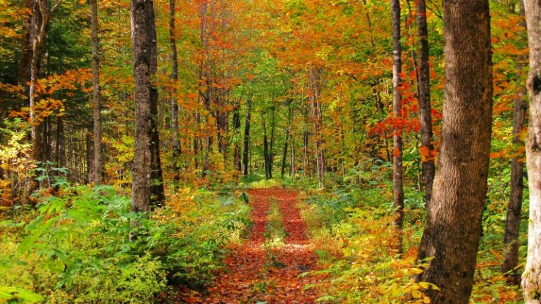 Leaf-Peeping Maine and Other Regional New England Fall Foliage